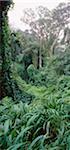 Forêt de Misty Mpumalanga, Afrique du Sud