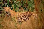 Portrait of Leopard in Long Grass