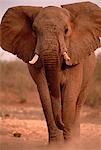 Portrait of African Elephant Bull