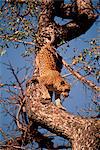 Leopard Crawling Down Tree Branch