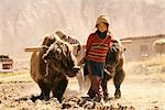 Fille de labourer le champ avec Yak Ladakh, Inde