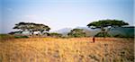 Masai homme en Tanzanie de champ