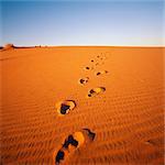 Empreintes dans le sable Pella, Northern Cape en Afrique du Sud