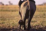 Éléphant avec veau Savuti région, près de Chobe au Botswana, en Afrique du Sud