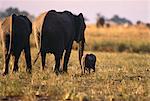 Elefanten mit Kalb Savuti Region, in der Nähe von Chobe Botswana, Südafrika