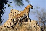 Leopard Standing on Rock