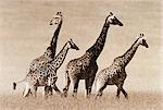 Herd of Giraffes