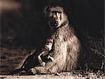 Portrait of Mother and Baby Baboon