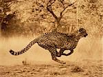 Cheetah Running