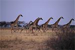 Herd of Giraffe Running through Field, Serengeti, Tanzania Africa