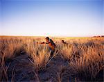 Bushmen chasse en Namibie de terrain herbeux, Afrique