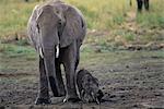 Éléphante avec veau Savuti région près de Parc National de Chobe au Botswana