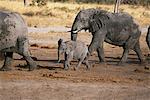 Éléphants d'Afrique avec veau Savuti région près de Parc National de Chobe au Botswana