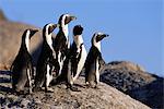 Pingouins Jackass debout sur Rock Dussen Island, Cape Alguhas Western Cape, Afrique du Sud