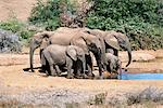 African Elephants at Waterhole Addo Elephant National Park Eastern Cape, South Africa