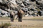 Rear-View of African Elephants Africa