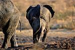 Rear-View of African Elephants at Waterhole, Africa