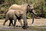 African Elephant Mother and Calf At Waterhole Africa