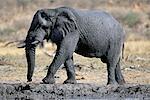 African Elephant Calf Africa