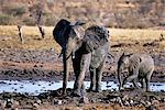 African Elephant Mother and Calf At Waterhole Africa