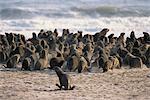 Robbenkolonie am Strand Namibia, Afrika