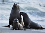 Siegel der Familie am Strand Namibia, Afrika