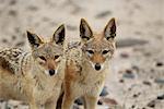 Portrait of Black-Backed Jackals Namibia, Africa