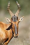 Portrait of Red Hartebeest Addo Elephant National Park Eastern Cape, South Africa