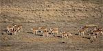 Vue aérienne d'élands troupeau Addo Elephant National Park Eastern Cape, Afrique du Sud