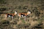 Springbok dans champ Karoo parc, Western Cape Afrique du Sud