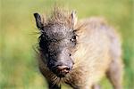 Portrait of Warthog Piglet Erindi, Namibia, Africa