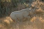 Rhinocéros noirs en cours d'exécution à travers champ Addo Elephant National Park Eastern Cape, Afrique du Sud