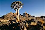 Quiver Tree Spitzkoppe, Namibia Africa