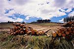 Haufen Logs Towcester, Cape-Südafrika