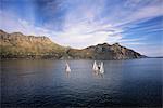 Sailboats Hout Bay Western Cape, South Africa