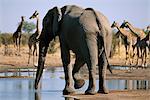 Éléphant à trou d'eau