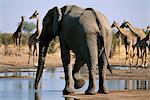 Elephant at Waterhole