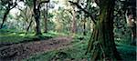 Chemin à travers la forêt République-Unie de Tanzanie