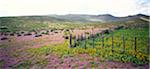 Namaqualand marguerites, Namaqualand Northern Cape, Afrique du Sud