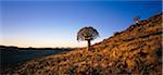 Köcher Baum nördlichen Provinz Westkap in Südafrika