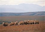 Troupeau de moutons Karoo, Afrique du Sud