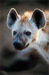 Spotted Hyena, Kruger National Park, South Africa