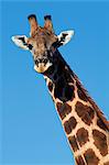 Giraffe, Krüger Nationalpark, Südafrika