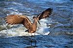 Hammerkop