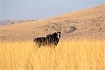 L'hippotrague noir dans le champ, North West Province, Afrique du Sud