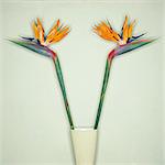 Two Bird of Paradise Flowers In Vase
