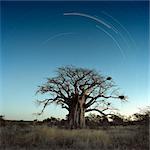 Baobab Tree pendant la nuit, Province de Limpopo, Afrique du Sud