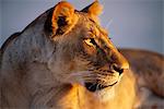 Portrait of Lioness