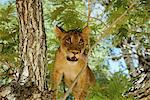 Lioness Looking Through Branches