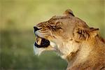 Lioness Growling